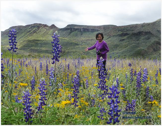 The River Road, FM 170