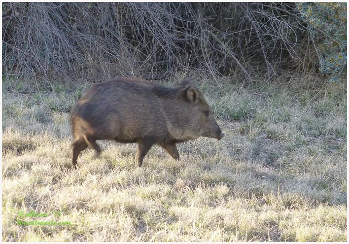 Javelina