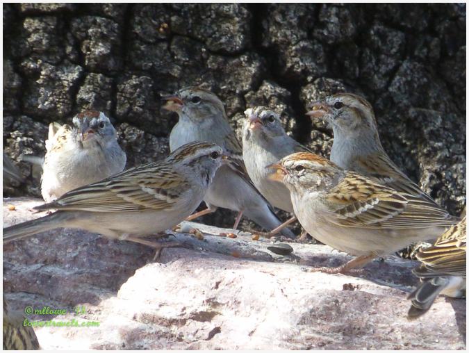 Sparrows