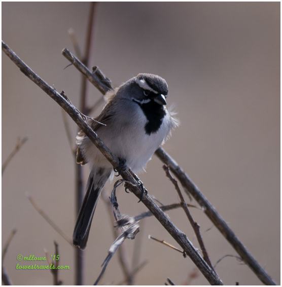 Black-throated Sparrow