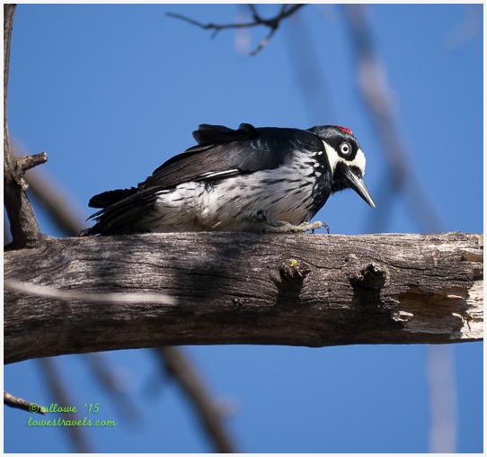 Our final days in Texas – the Davis Mountains