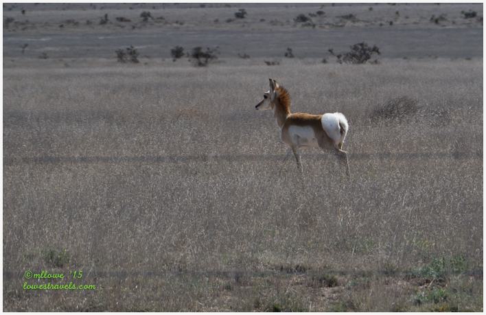 Pronghorn