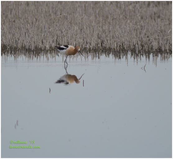 American Avocet