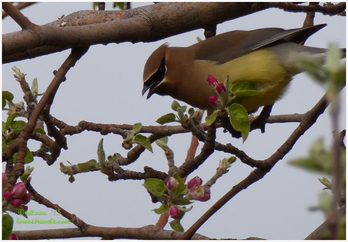 Cedar Waxwing