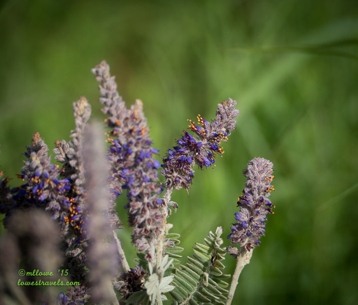Leadplant