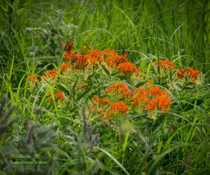 Butterfly Milkweed