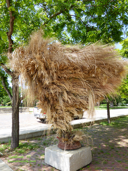 Chase County Grass artwork