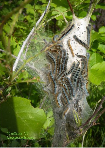 Tent caterpillars