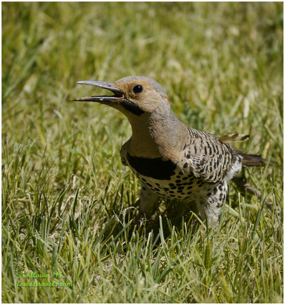 Northern Flicker