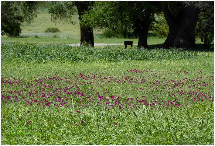 Purple Poppy Mallow