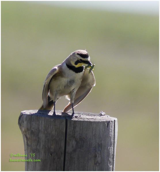 Horned Lark