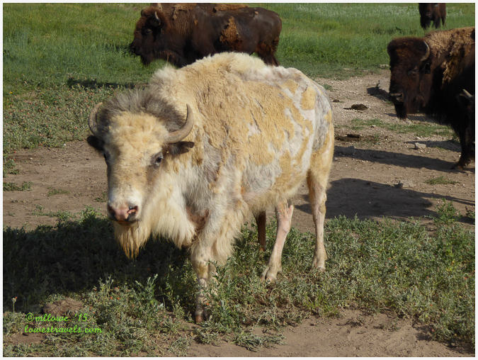 Oh we parked our home where the buffalo (bison) roam – Scott City, KS
