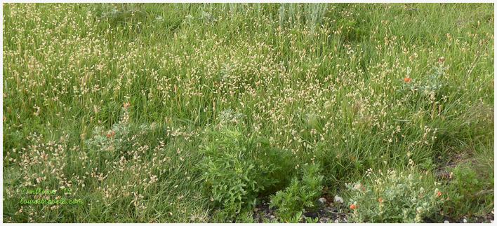 Buffalo Grass