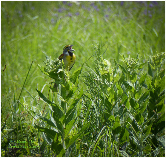 Dickcissel