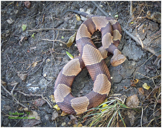 Copperhead Snake