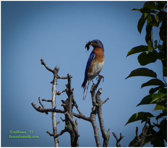 A bluebird perched on a branch, holding an insect in its beak against a clear sky.