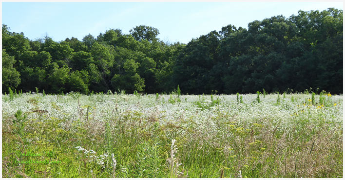 Lime Creek Nature Park