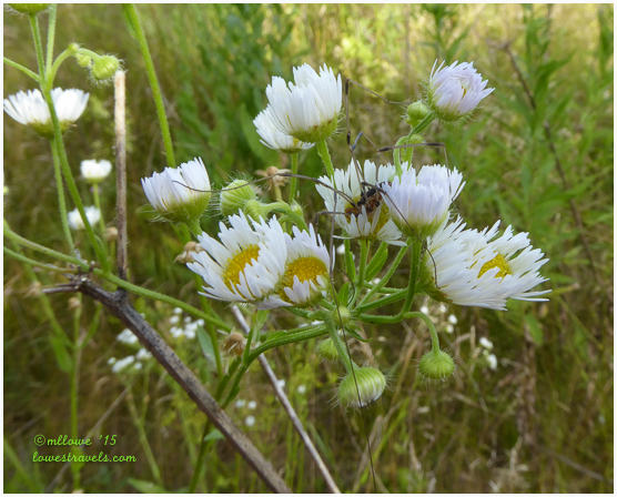 Back on the road to Iowa
