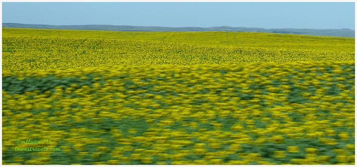 Sunflowers in North Dakota