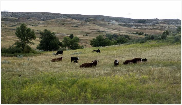 Cattle at Theodore Roosevelt National Park