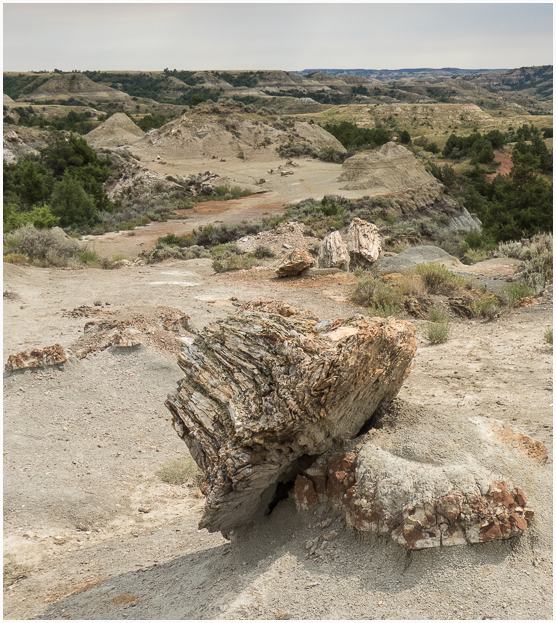 Petrified Forest