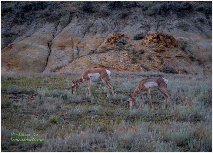 Pronghorns