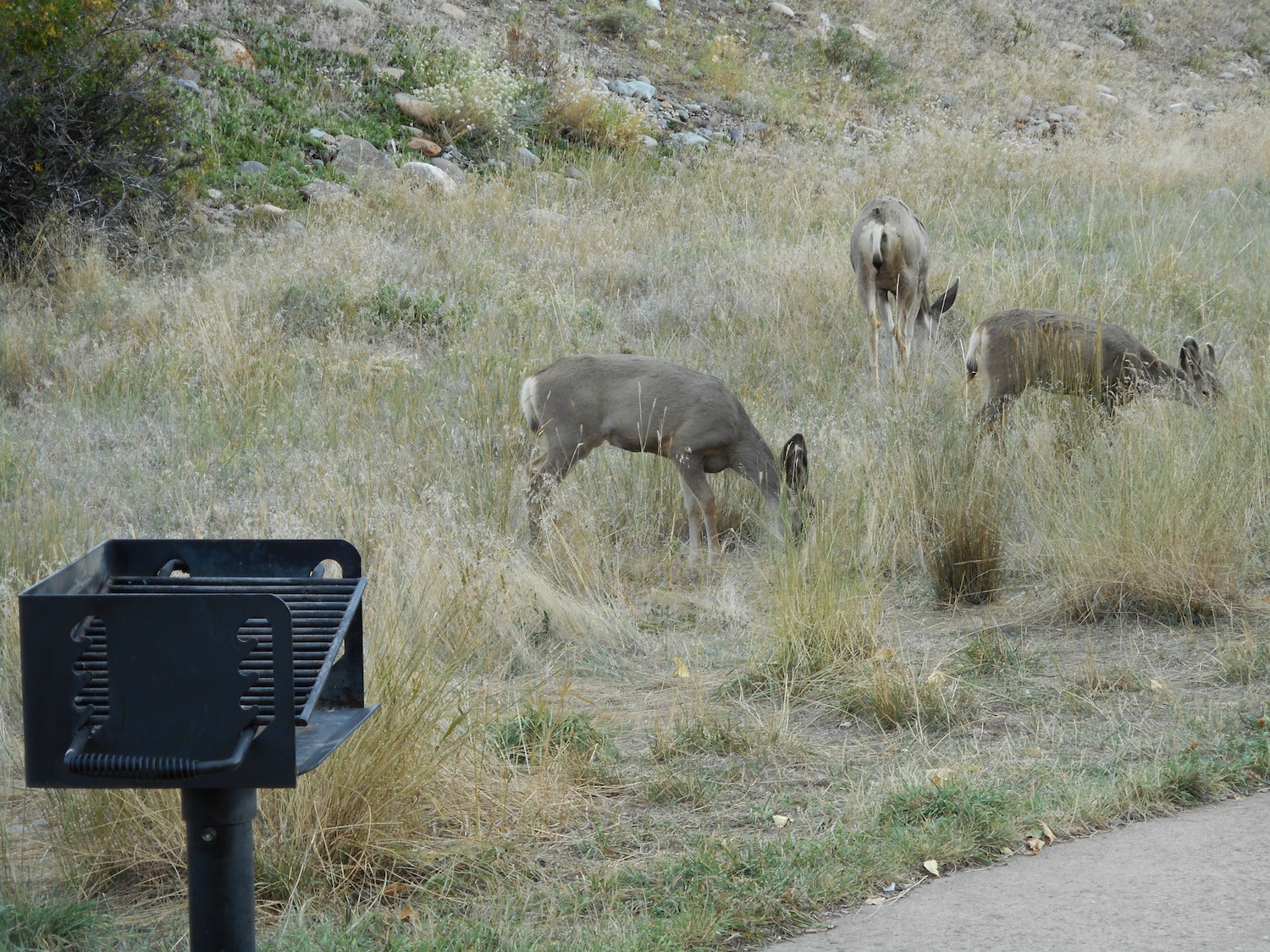 Ridgway State Park