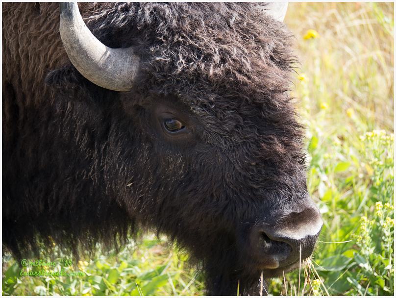 Bison