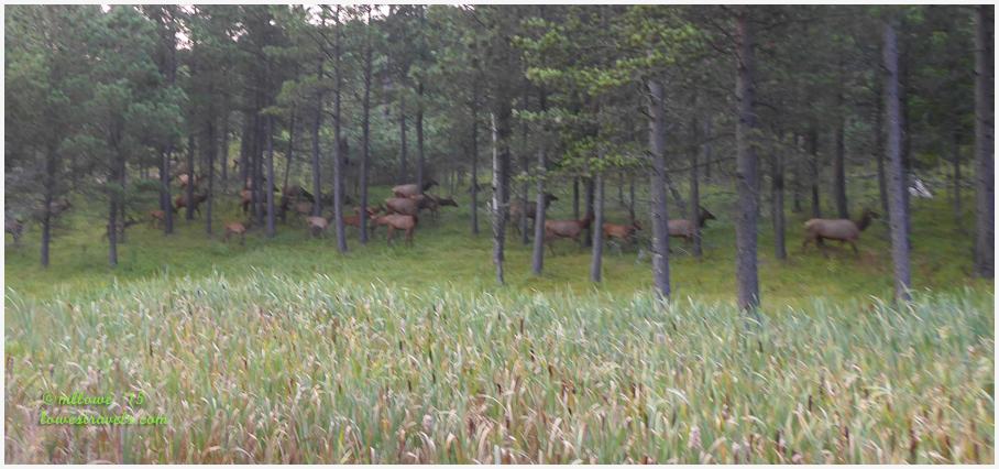 Herd of Elk