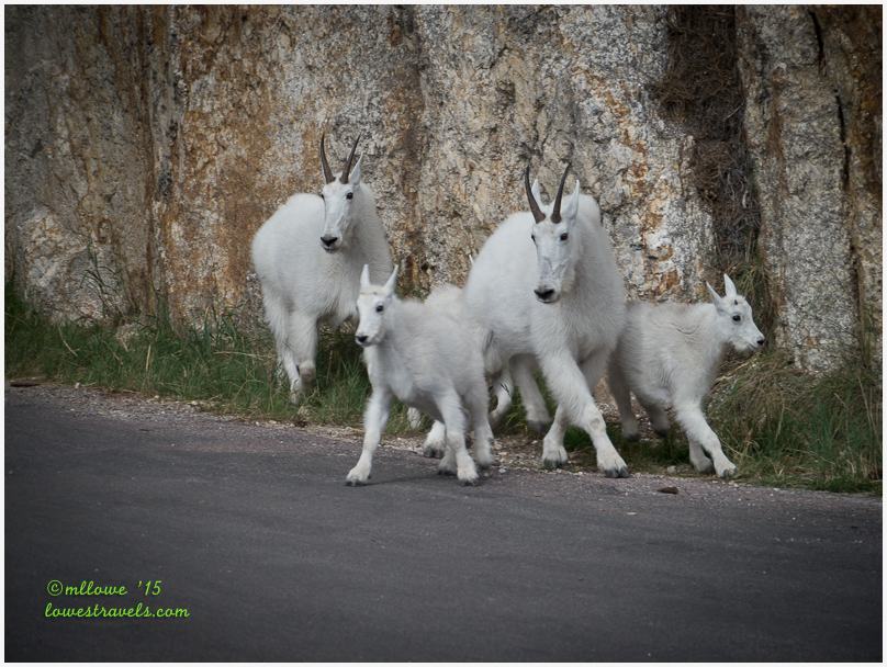 Mountain Goats