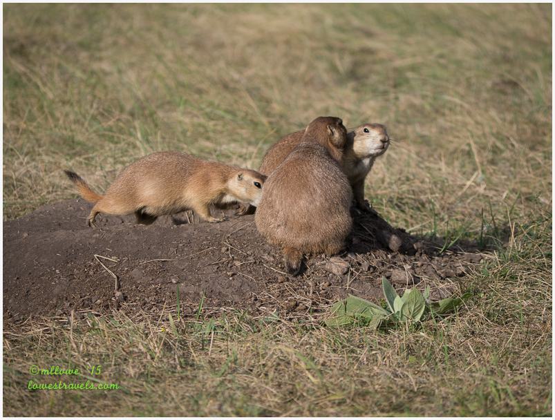 Prairie Dogs
