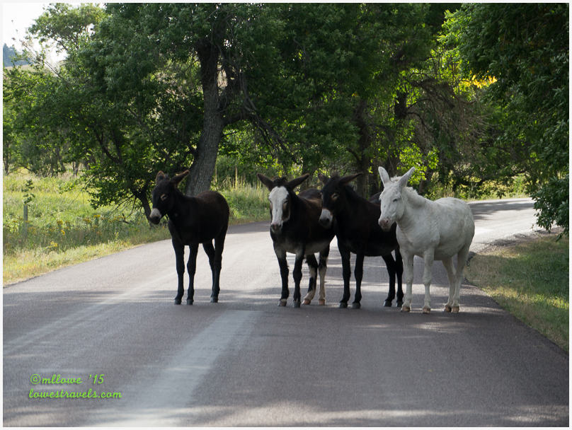 Burros