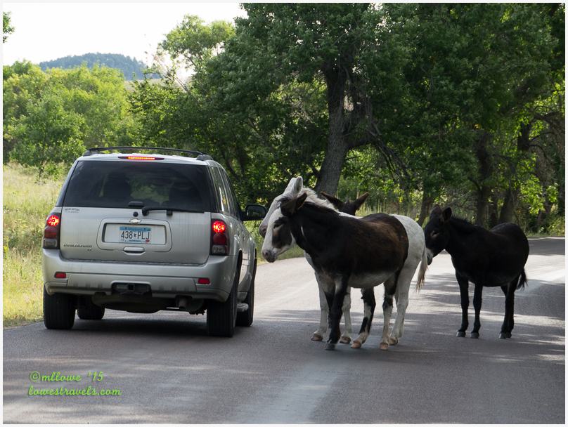 Burros