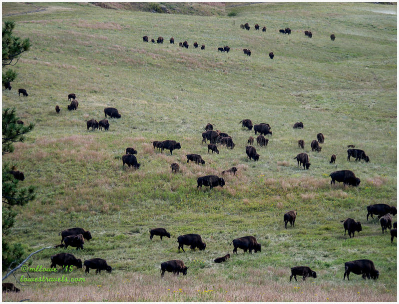 Bison