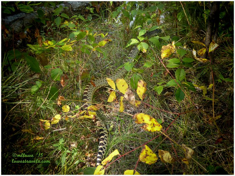 Snake