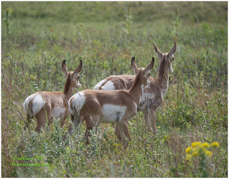 Pronghorns
