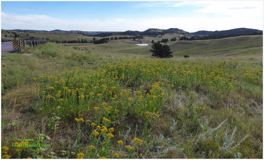 Custer State Park