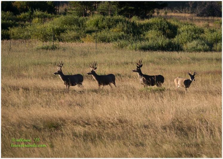 Elk, Rocky Mountain National Park