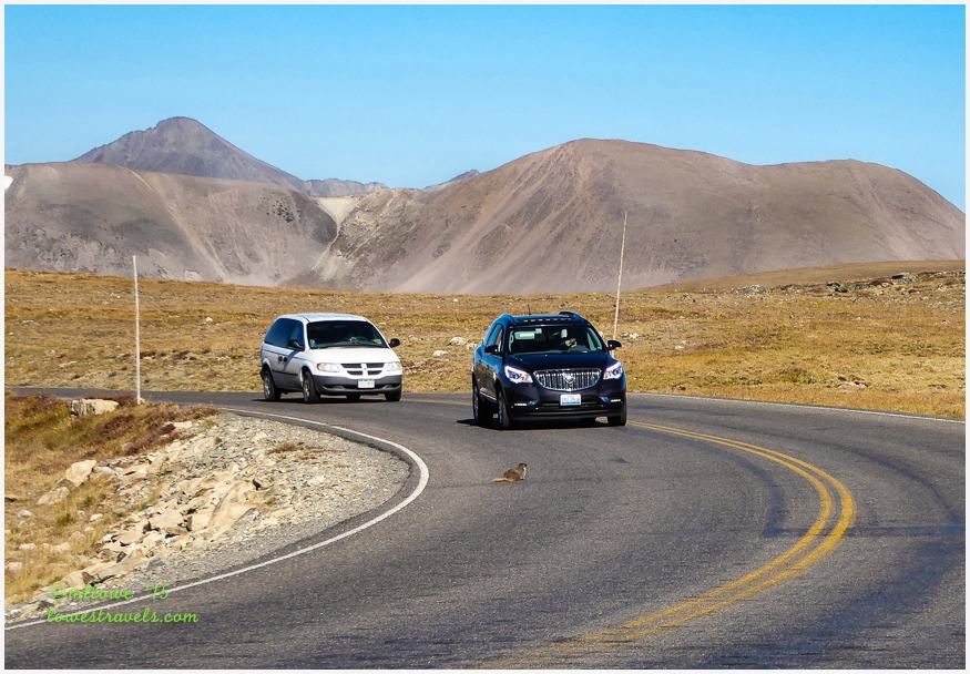Yellow Bellied Marmot