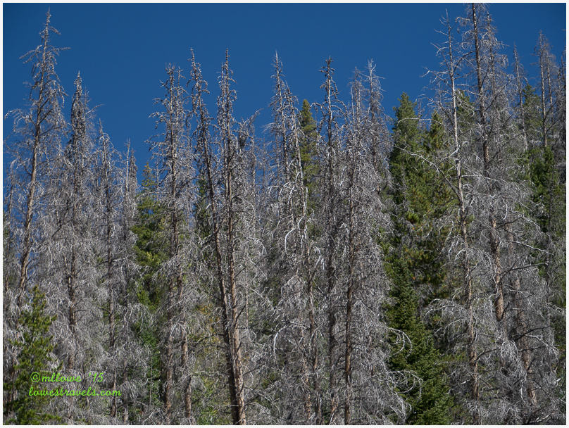 Infested mountain Pine Trees
