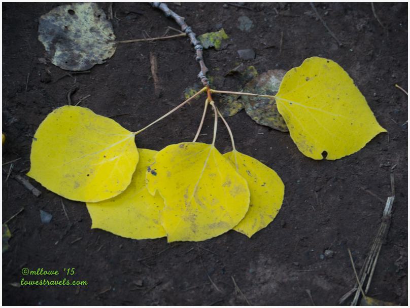 Quaking Aspen