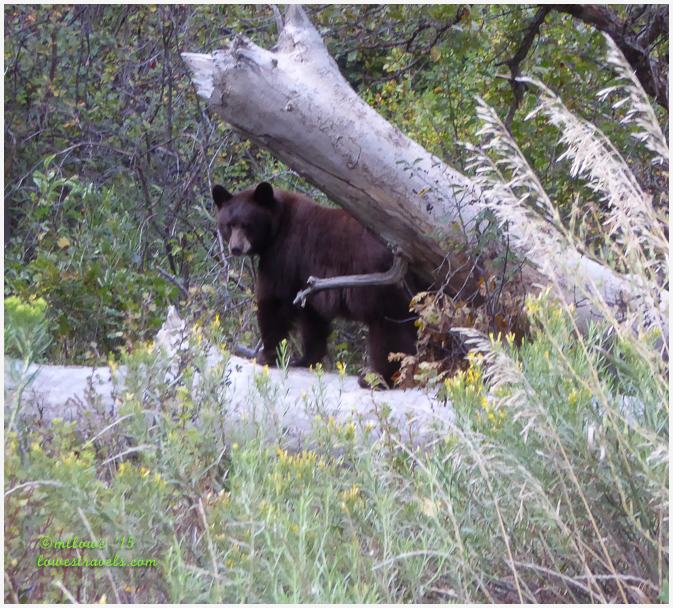 Colorado Bear