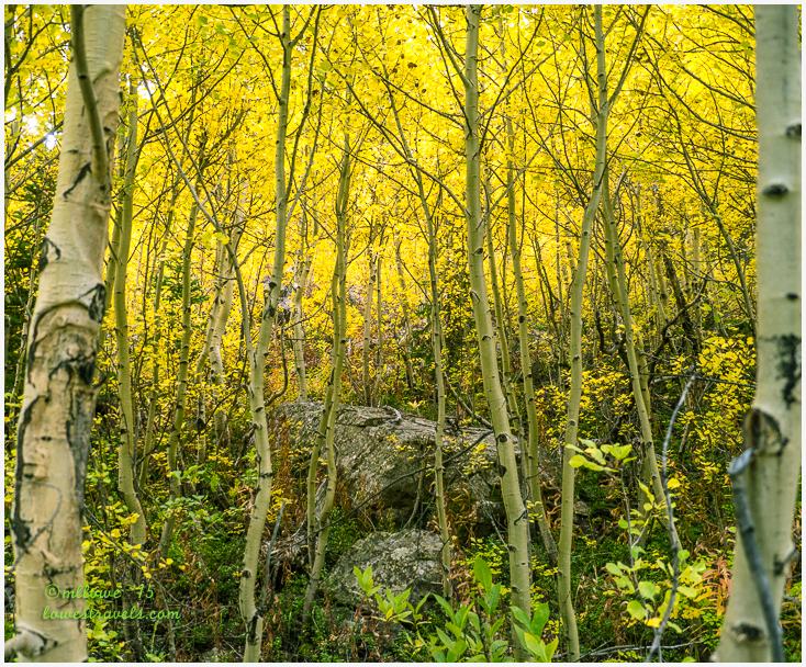 Aspens