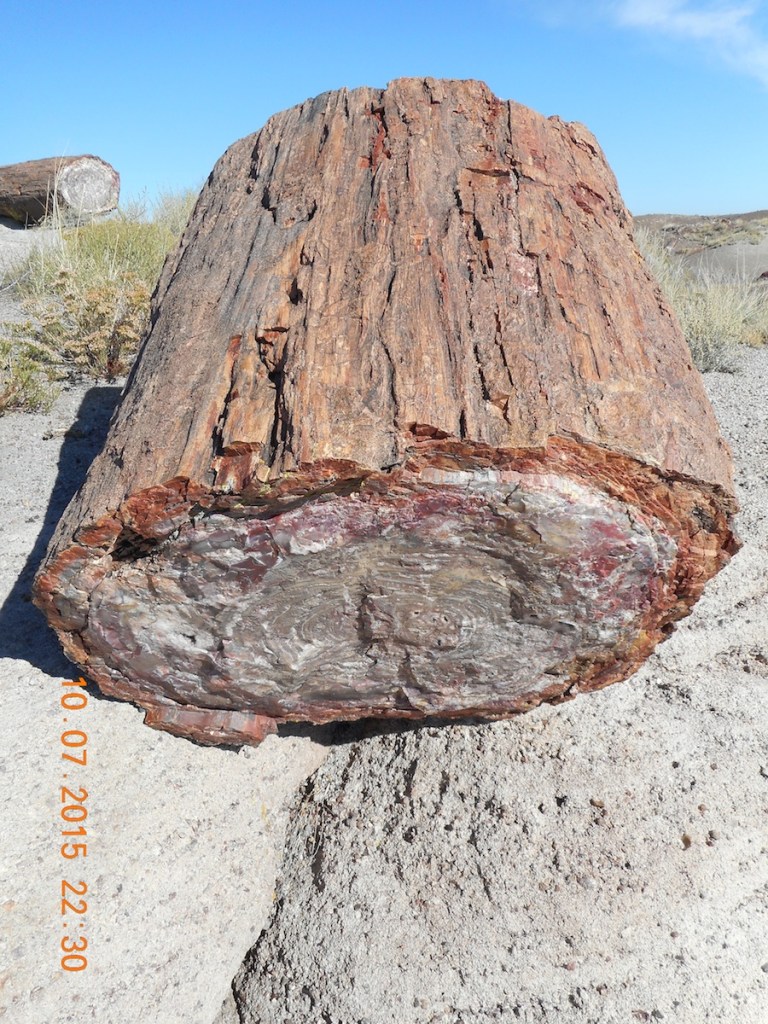 Petrified Forest
