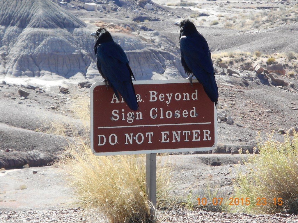 Petrified Forest