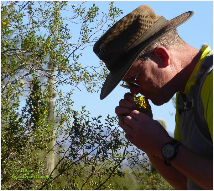 Creosote Bush