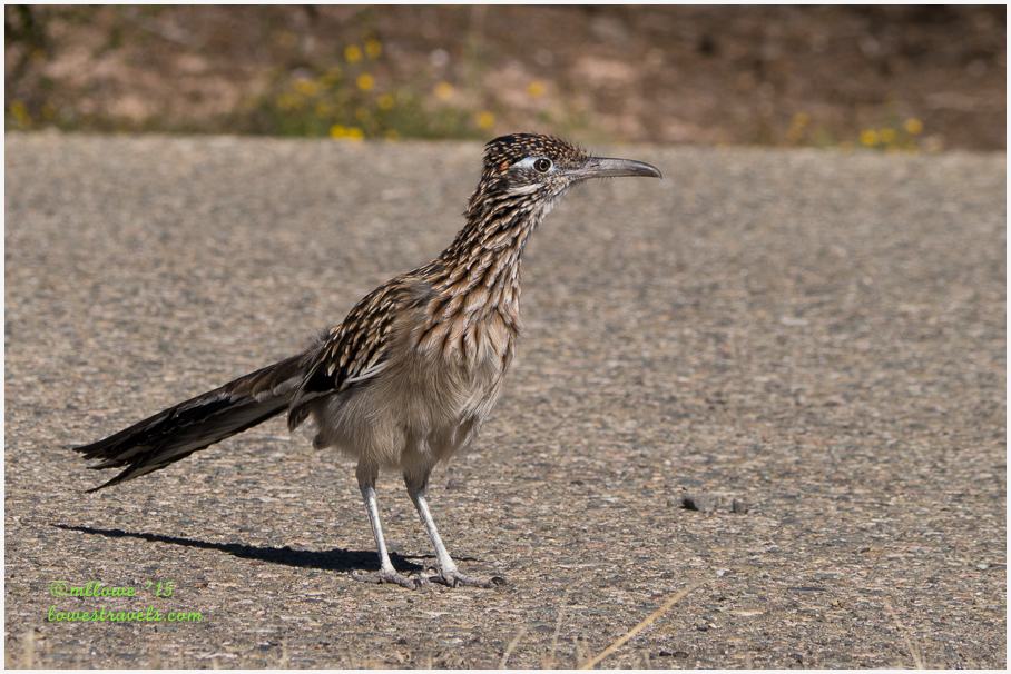 Great Road Runner