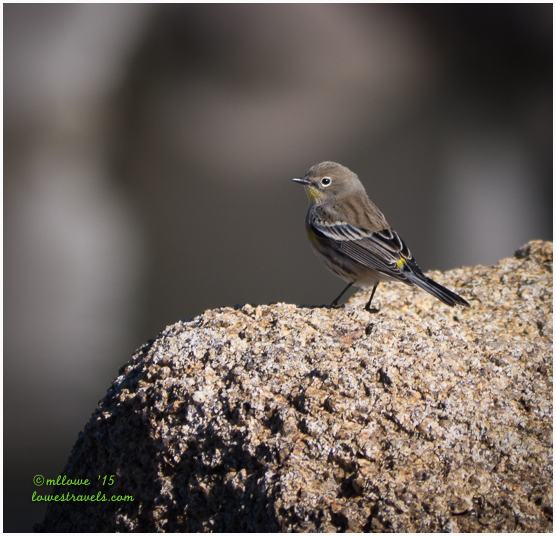 Cordillera Flycather
