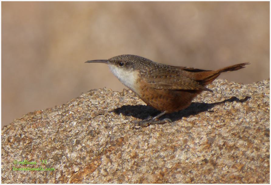 Canyon Wren