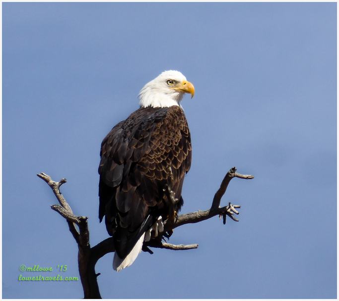 Bald Eagle